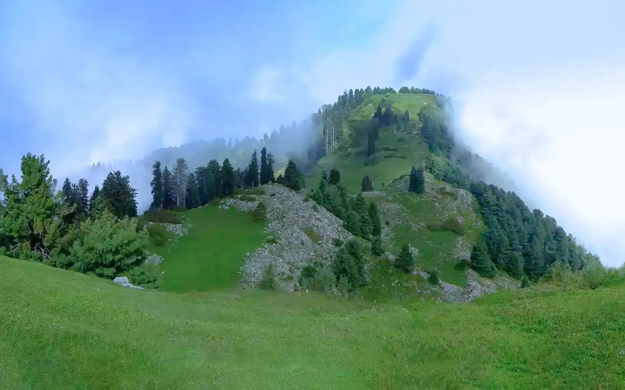 Mushkpuri Tops